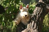 SCOTTISH TERRIER 253